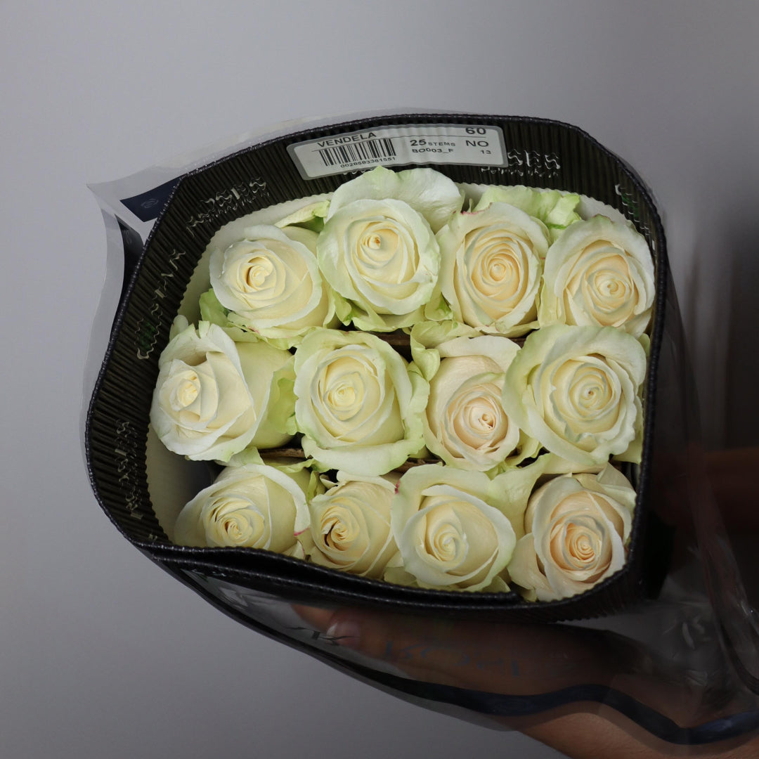 Vendela Roses