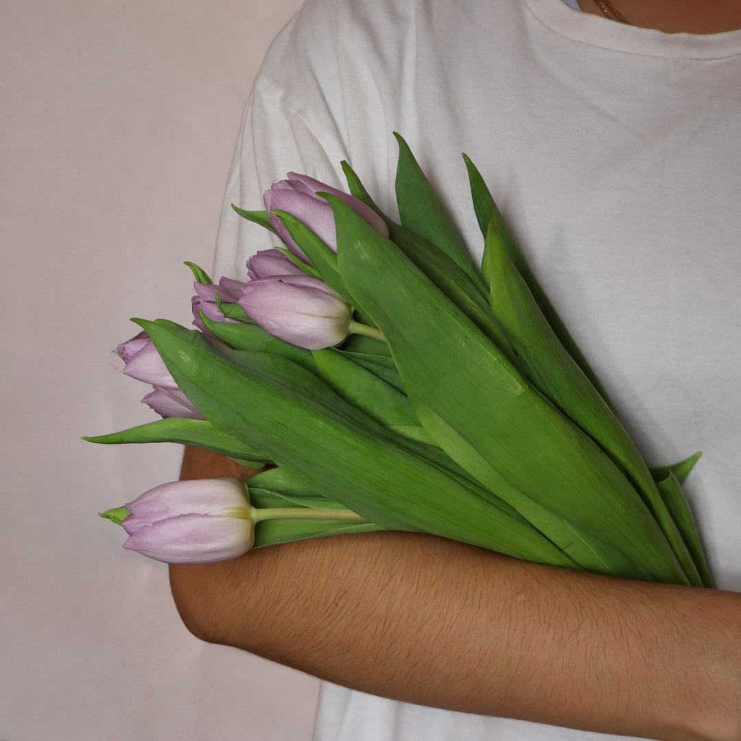 Tulips (Various Colors)