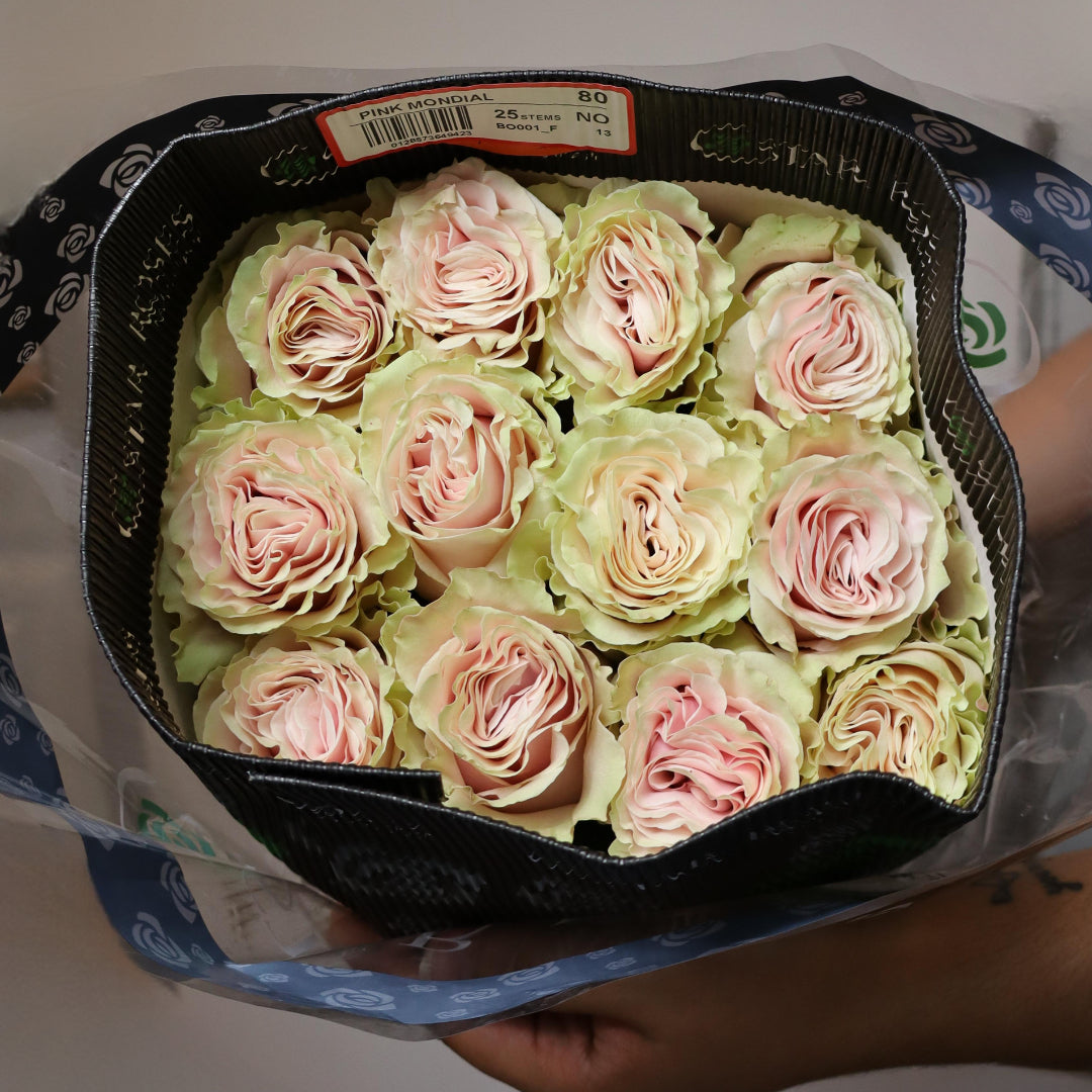 Pink Mondial Roses