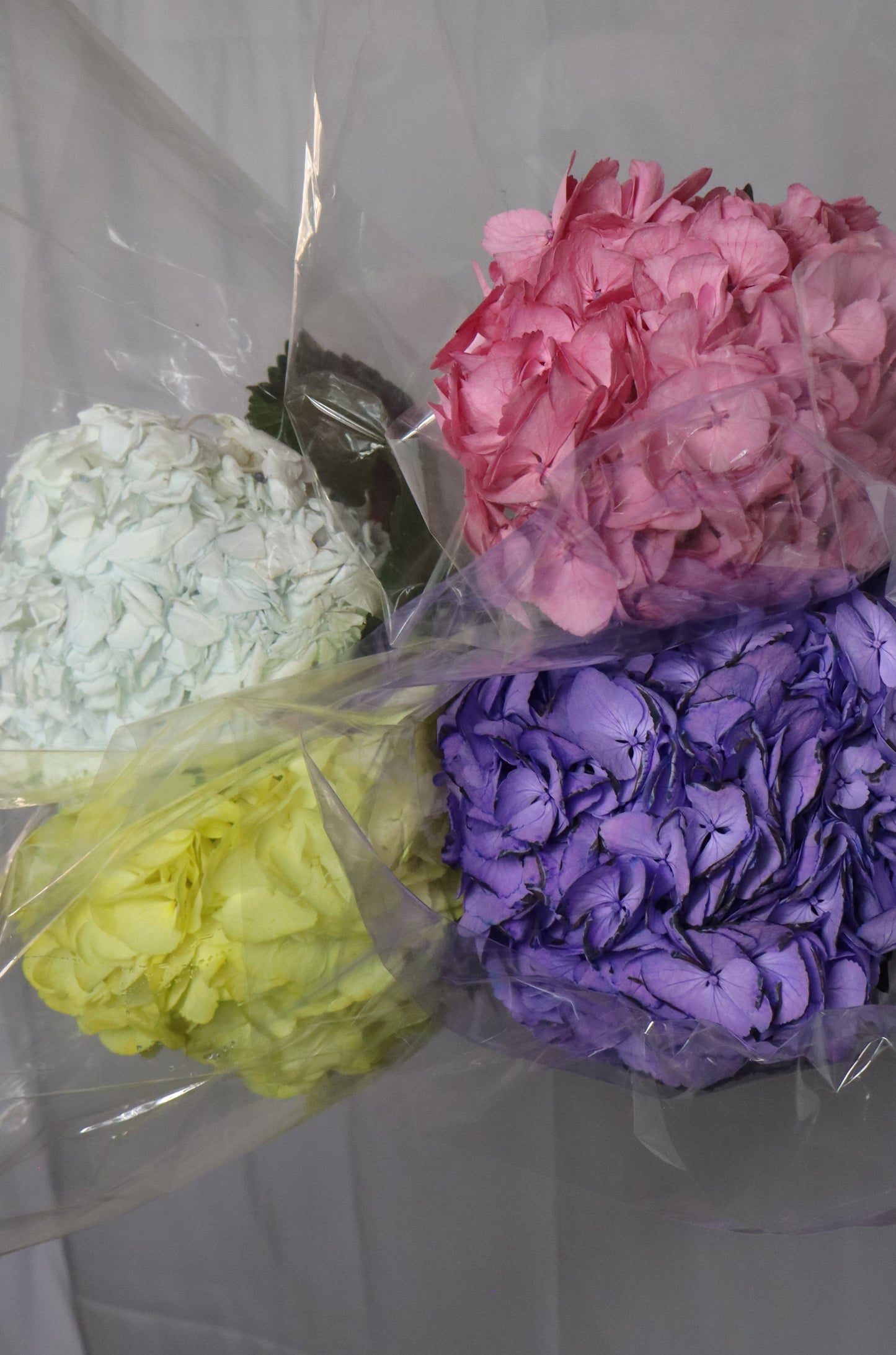 Hydrangeas(Various Colors)