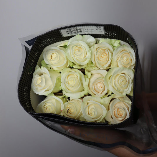 Vendela Roses