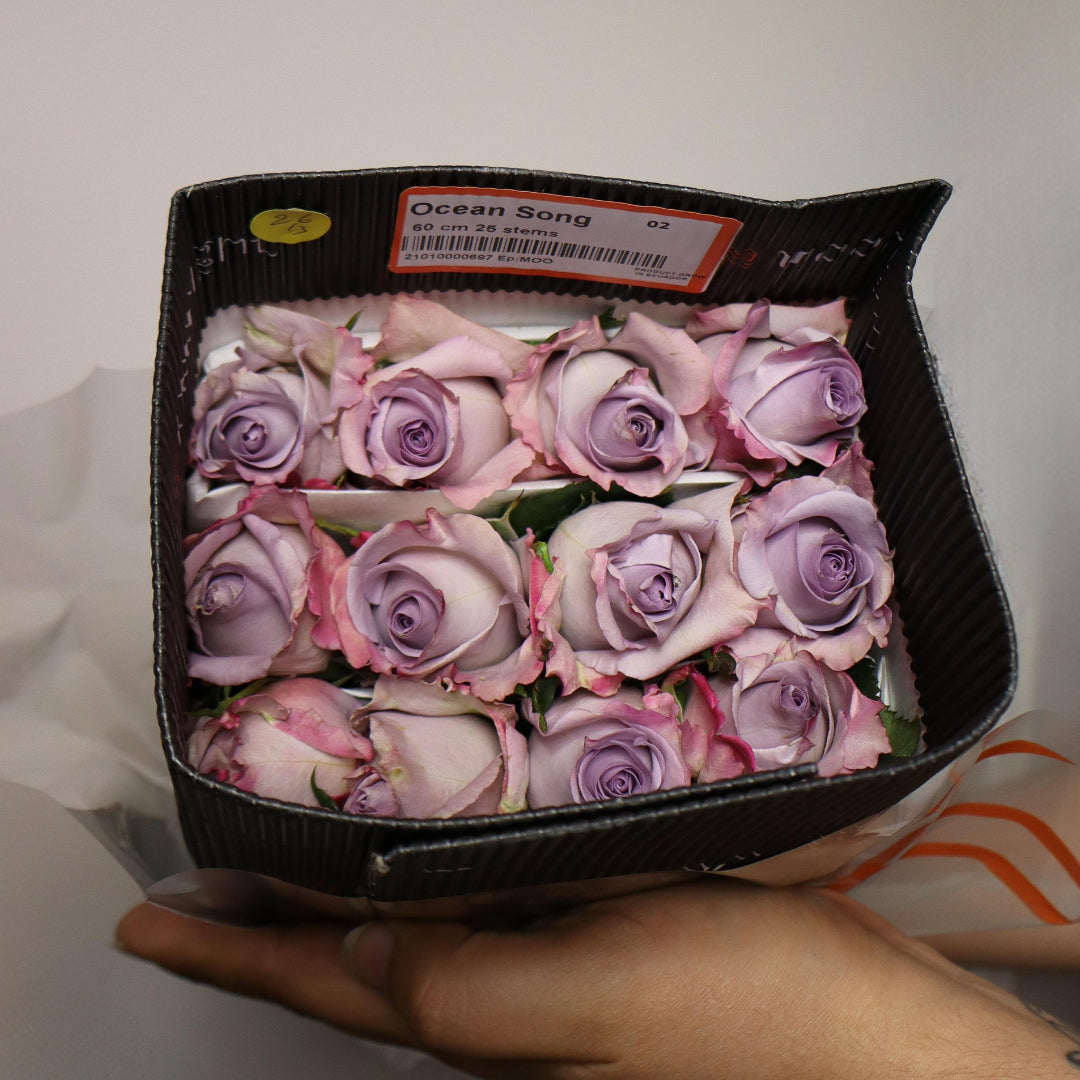 Ocean Song Roses