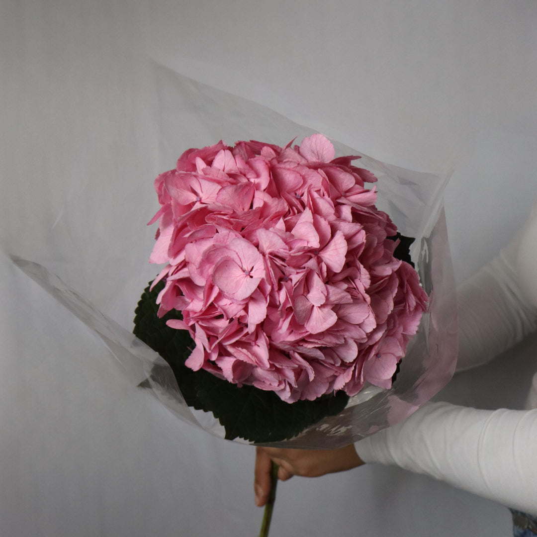 Hydrangeas(Various Colors)