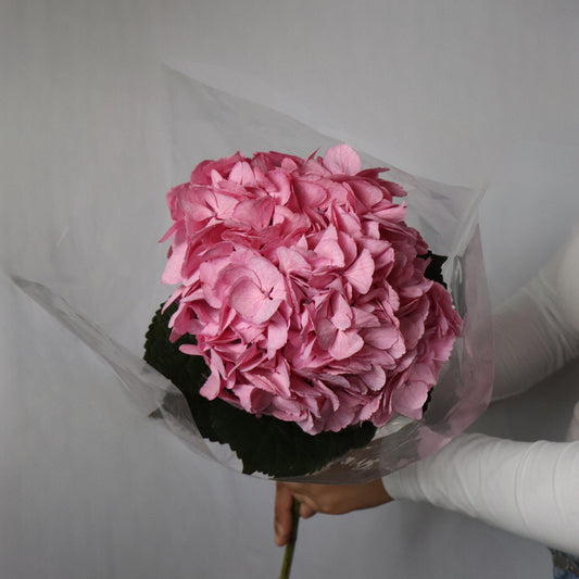 Hydrangeas(Various Colors)