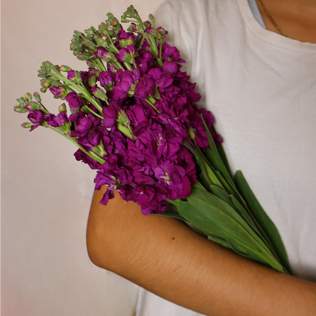 Stocks (Various Colors)