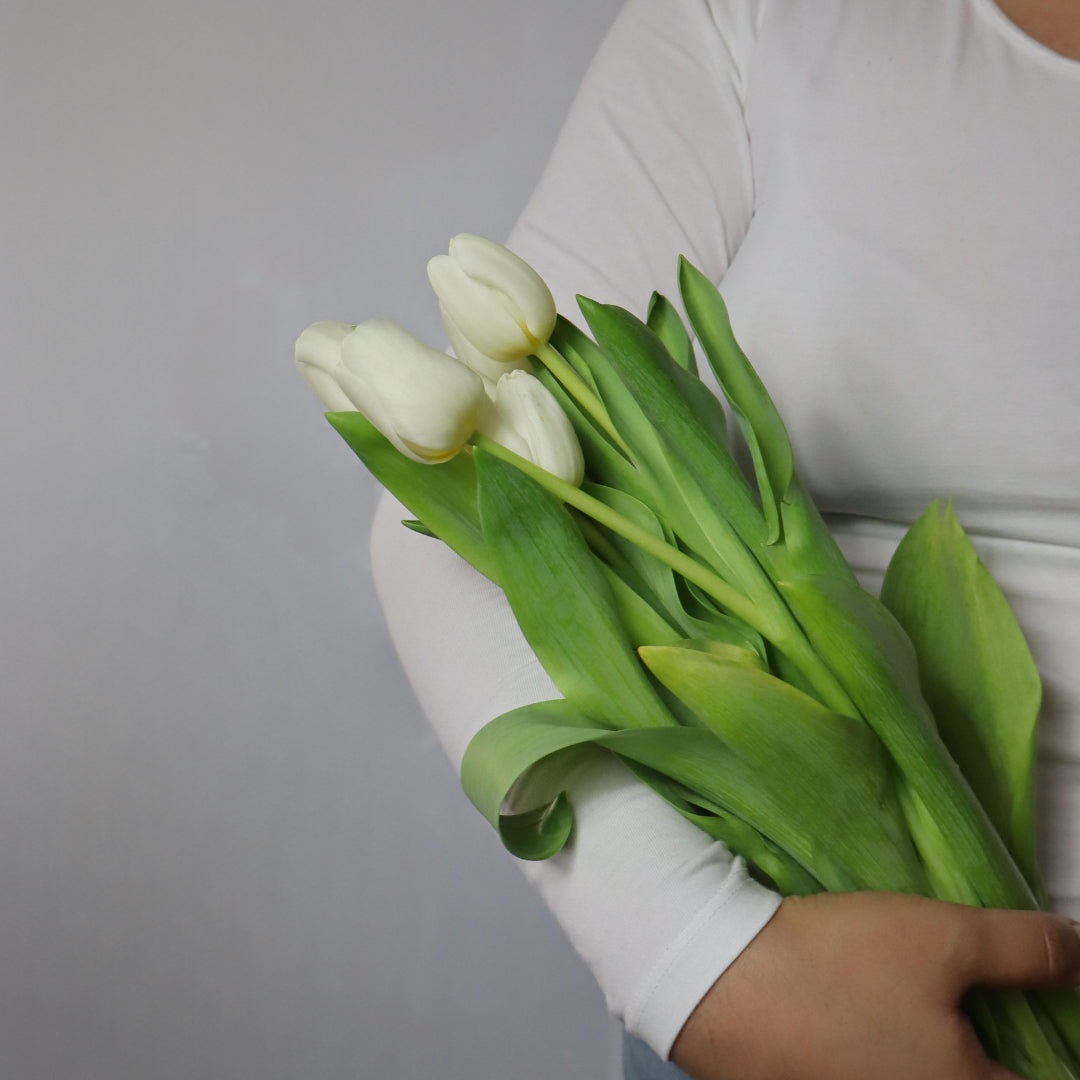 Tulips (Various Colors)