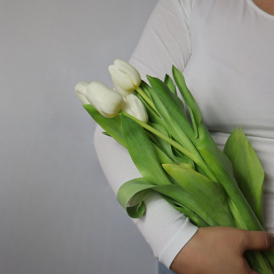 Tulips (Various Colors)