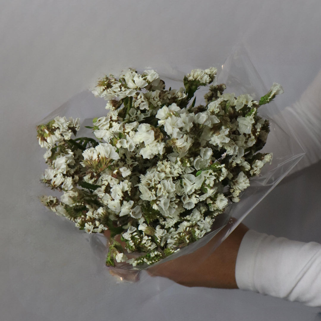 Statice Flower (Various Colors)