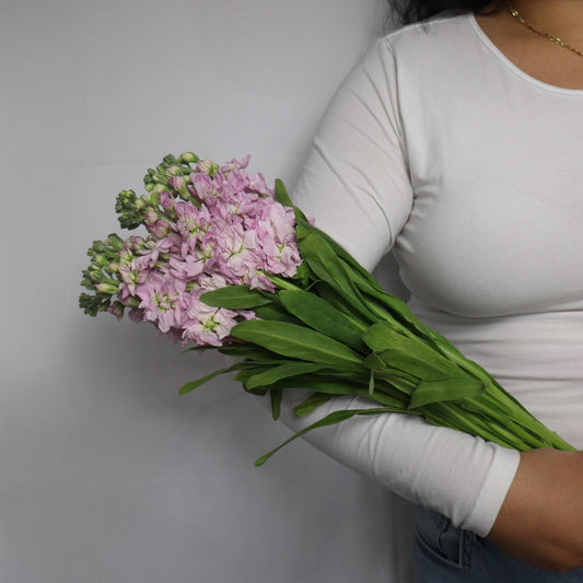 Stocks (Various Colors)