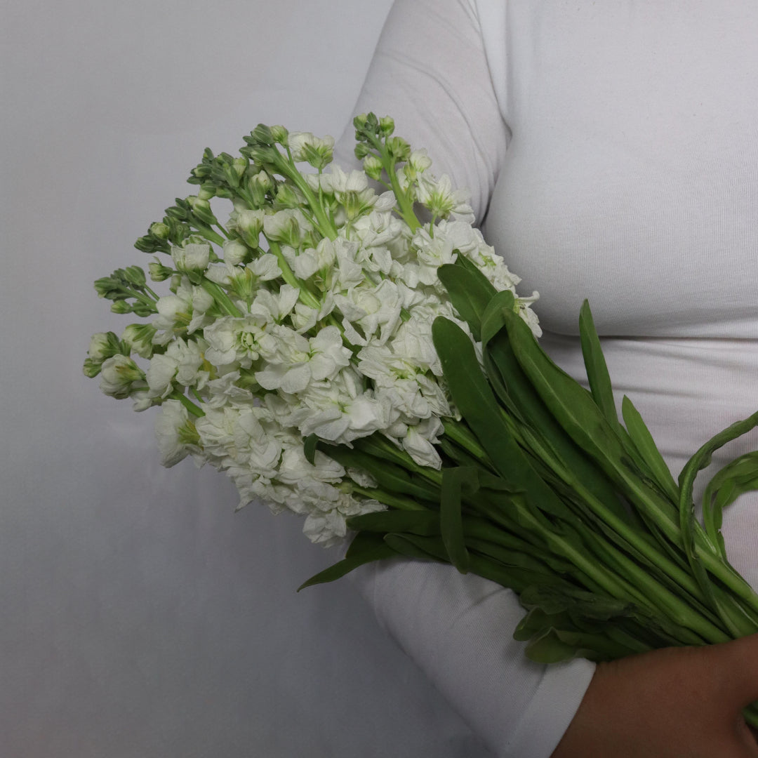 Stocks (Various Colors)