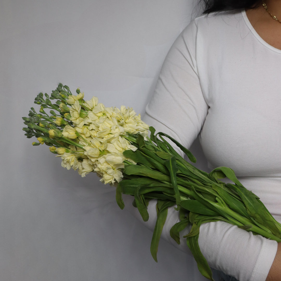 Stocks (Various Colors)