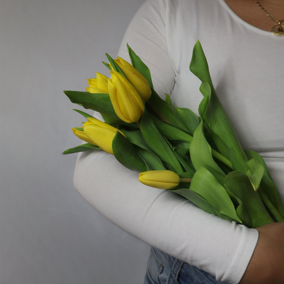 Tulips (Various Colors)