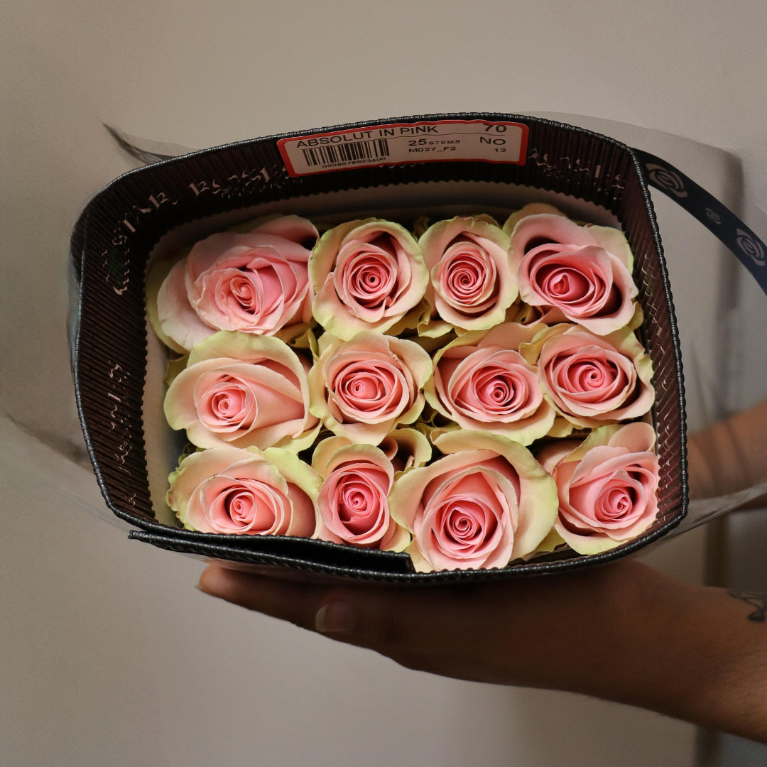 Absolute in Pink Roses
