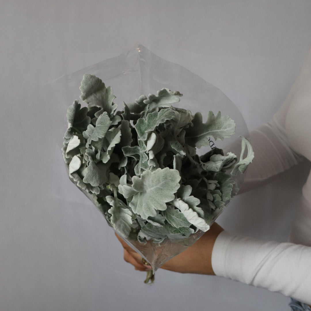 Dusty Miller
