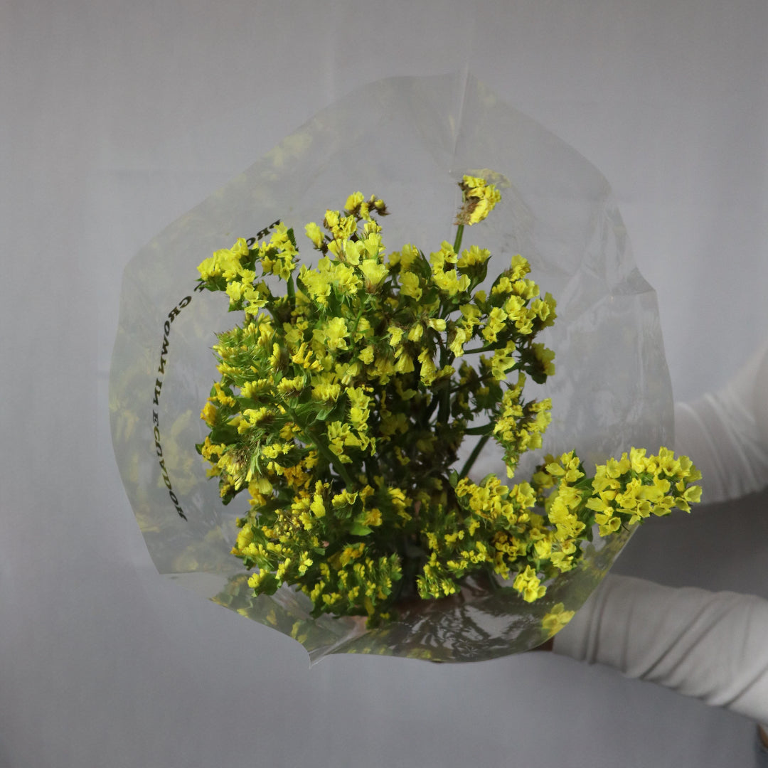 Statice Flower (Various Colors)